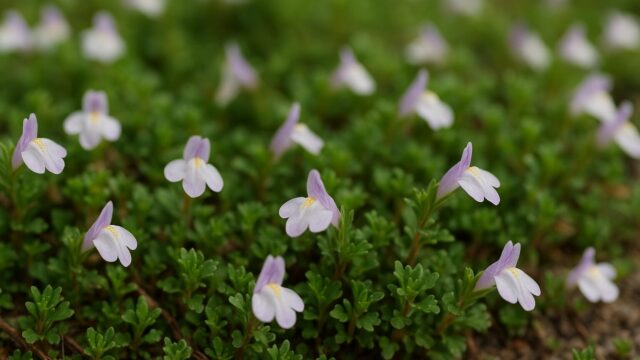 緑の葉に小さな白と薄紫の花が咲くサギゴケの群生