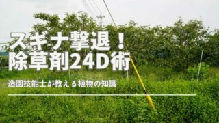 スギナに効く除草剤24Dとラウンドアップの効果的な使い方