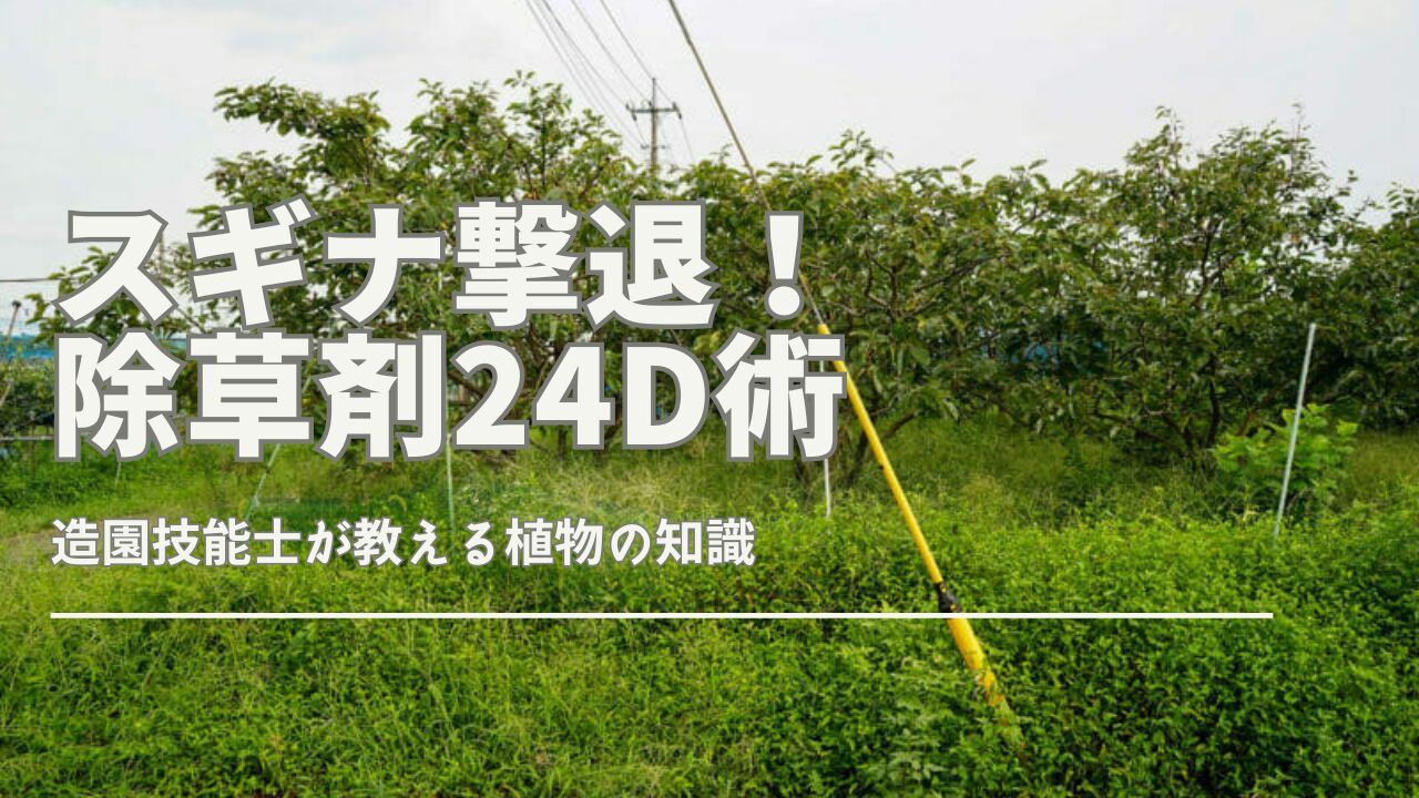 スギナに効く除草剤24Dとラウンドアップの効果的な使い方