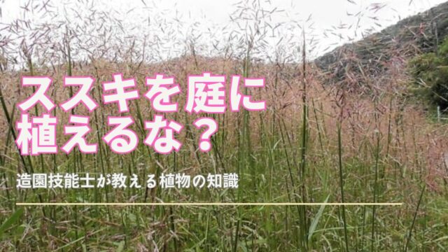 ススキを庭に植える際の注意点と繁殖リスクについて解説するサムネイル画像