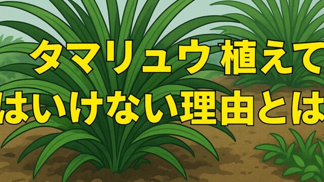庭に植えられた数株のタマリュウが土の上に広がり、周囲には他の植物も点在しているシンプルな庭の風景