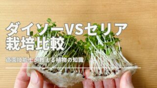 ダイソーとセリアのスプラウト栽培容器を比較するサムネイル画像