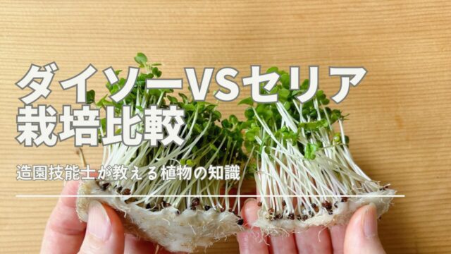 ダイソーとセリアのスプラウト栽培容器を比較するサムネイル画像