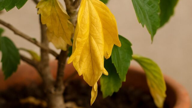 水切れにより葉が黄色く変色したハイビスカスの鉢植え