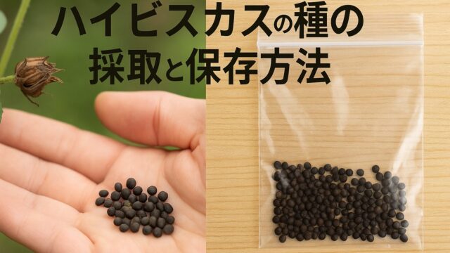 乾燥したハイビスカスの実から種を取り出し、手のひらに並べた様子と、保存用のジッパーバッグに入った種が並んだ画像