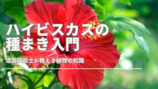 ハイビスカスの種と成熟した果実が写っている写真