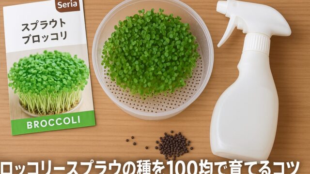 木製のテーブルに、セリアの種パッケージ、スプラウト容器、霧吹き、ブロッコリースプラウトの種が整然と並んでいる