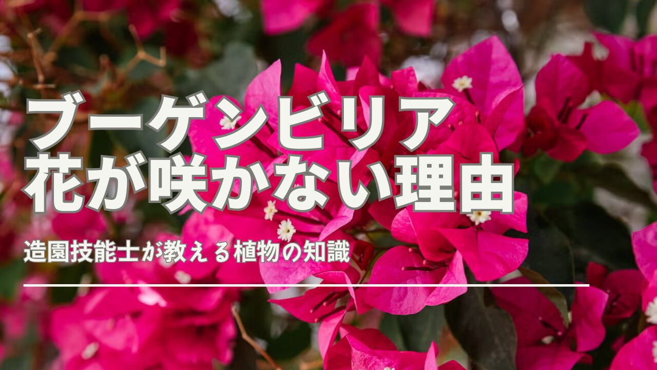 ブーゲンビリアの花が咲かず葉ばかり茂っている鉢植え