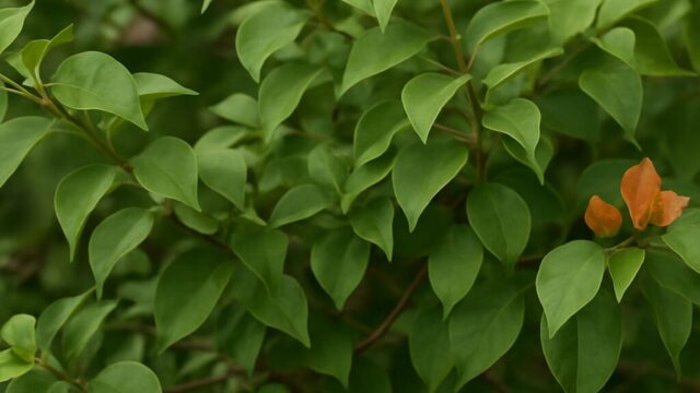 葉が茂っているブーゲンビリアの枝に、ごく少量のオレンジ色の苞が混じる様子を写した画像