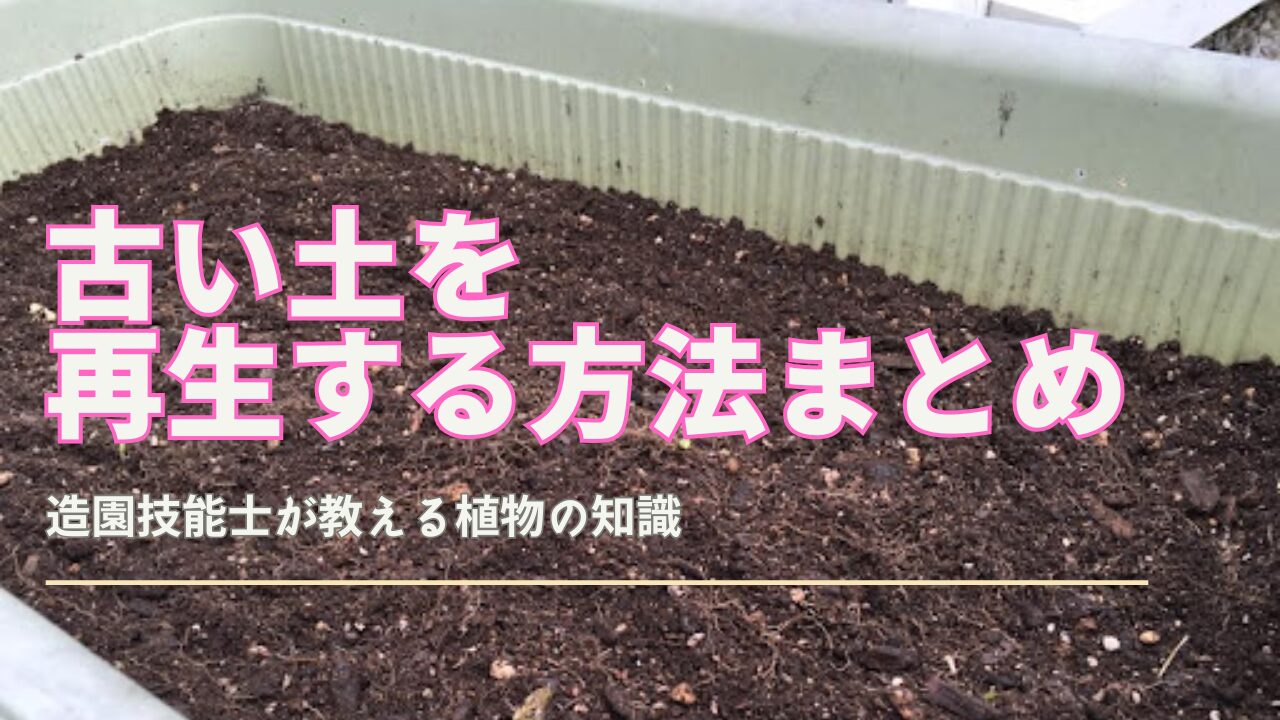 プランターの古い土を再生して再利用するための簡単な手順と消毒方法を紹介するサムネイル画像