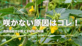 きゅうりの花が咲かない原因を示すイラストとチェックポイント一覧