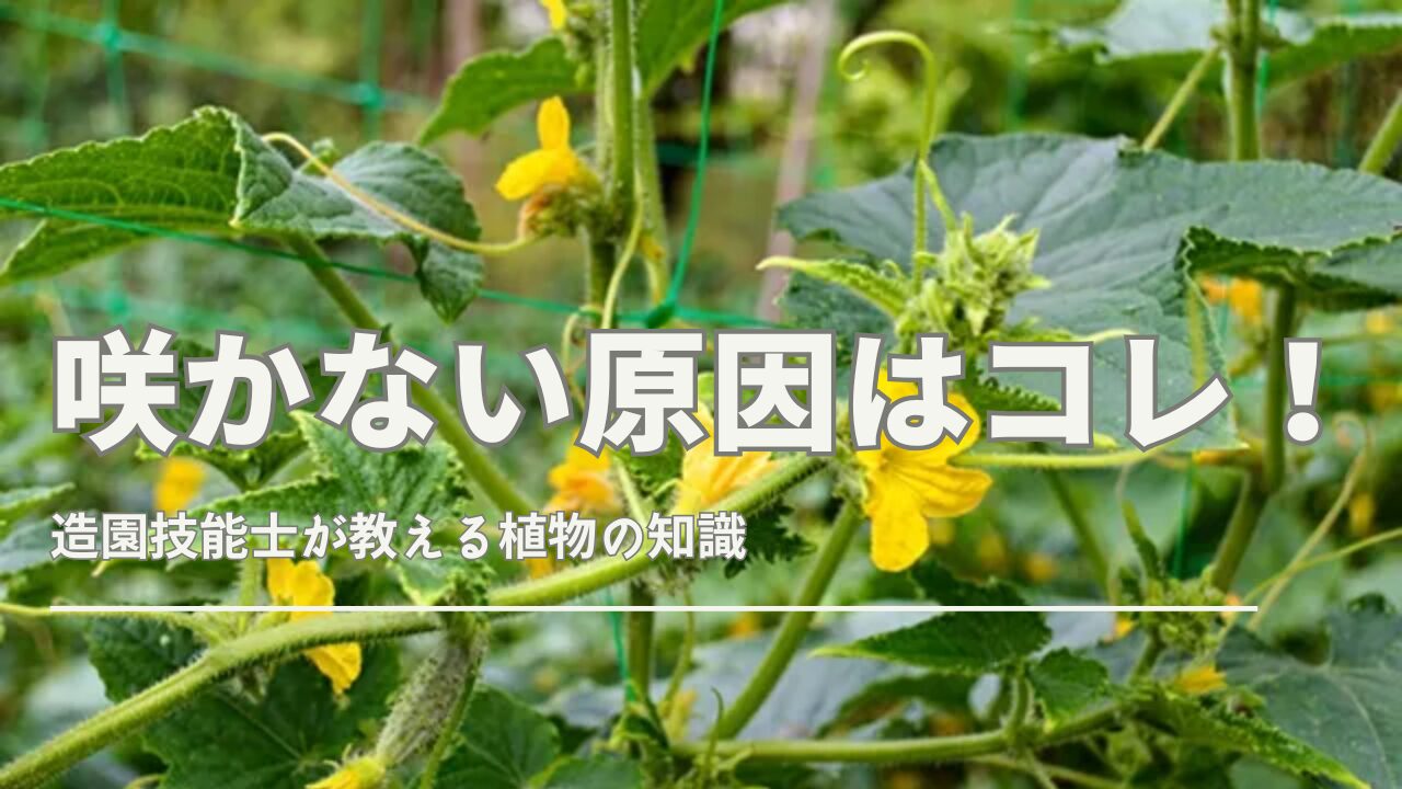きゅうりの花が咲かない原因を示すイラストとチェックポイント一覧