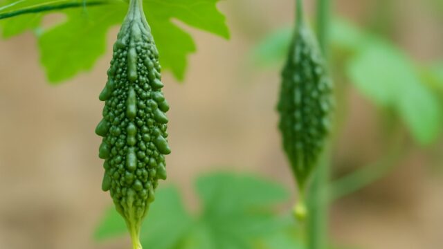 若くて緑色のゴーヤが2本、ツルにぶら下がる様子が自然光の中で撮影されている
