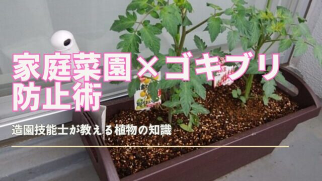 ベランダ家庭菜園でゴキブリを防ぐための対策を紹介するイラスト付きガイド画像
