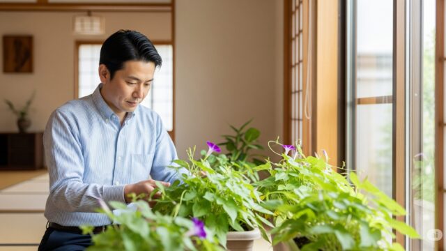 日本人が家で朝顔のプランターを丁寧に育てている様子。