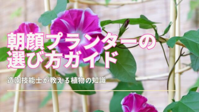 朝顔プランターのサイズや種類を比較する図解