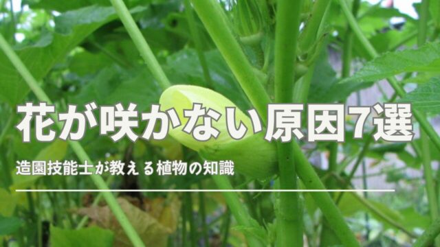 オクラの花が咲かない主な原因を解説するサムネイル画像。日照不足・肥料過多・水やりの失敗などの問題を視覚的に示す。