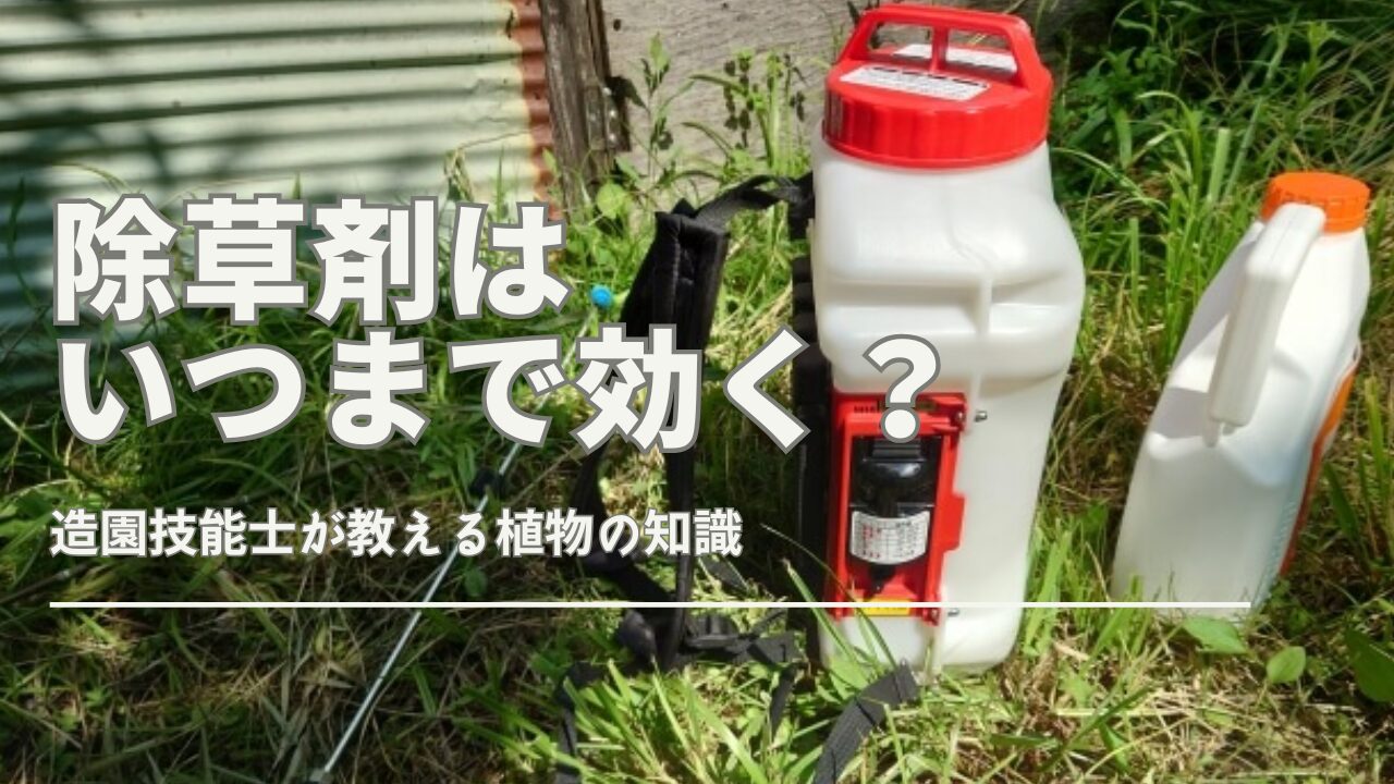 除草剤の効果がいつまで残るかを示すイラスト