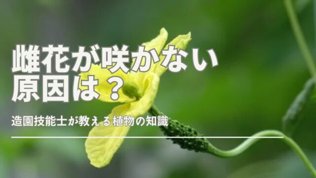 ゴーヤの雌花が咲かない原因と育て方の注意点を解説する図解
