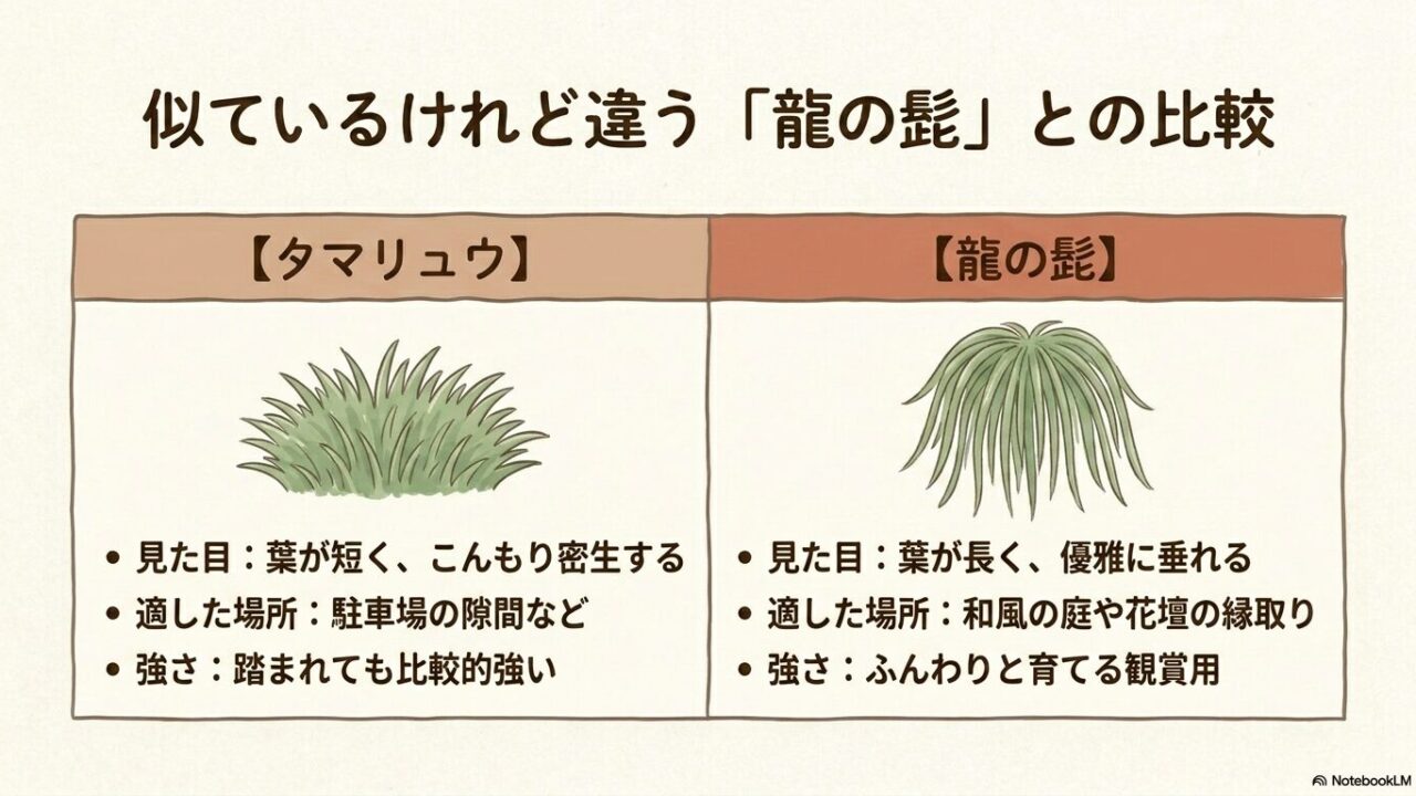リュウノヒゲとタマリュウ(チャボリュウノヒゲ)の葉の太さや草丈などの違い比較表