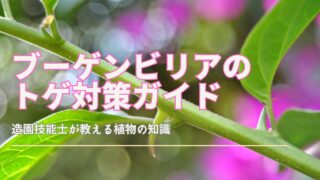 ブーゲンビリアのトゲに悩む女性とナビ猫が対策を話し合うイラスト