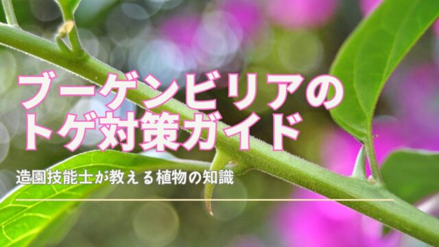 ブーゲンビリアのトゲに悩む女性とナビ猫が対策を話し合うイラスト