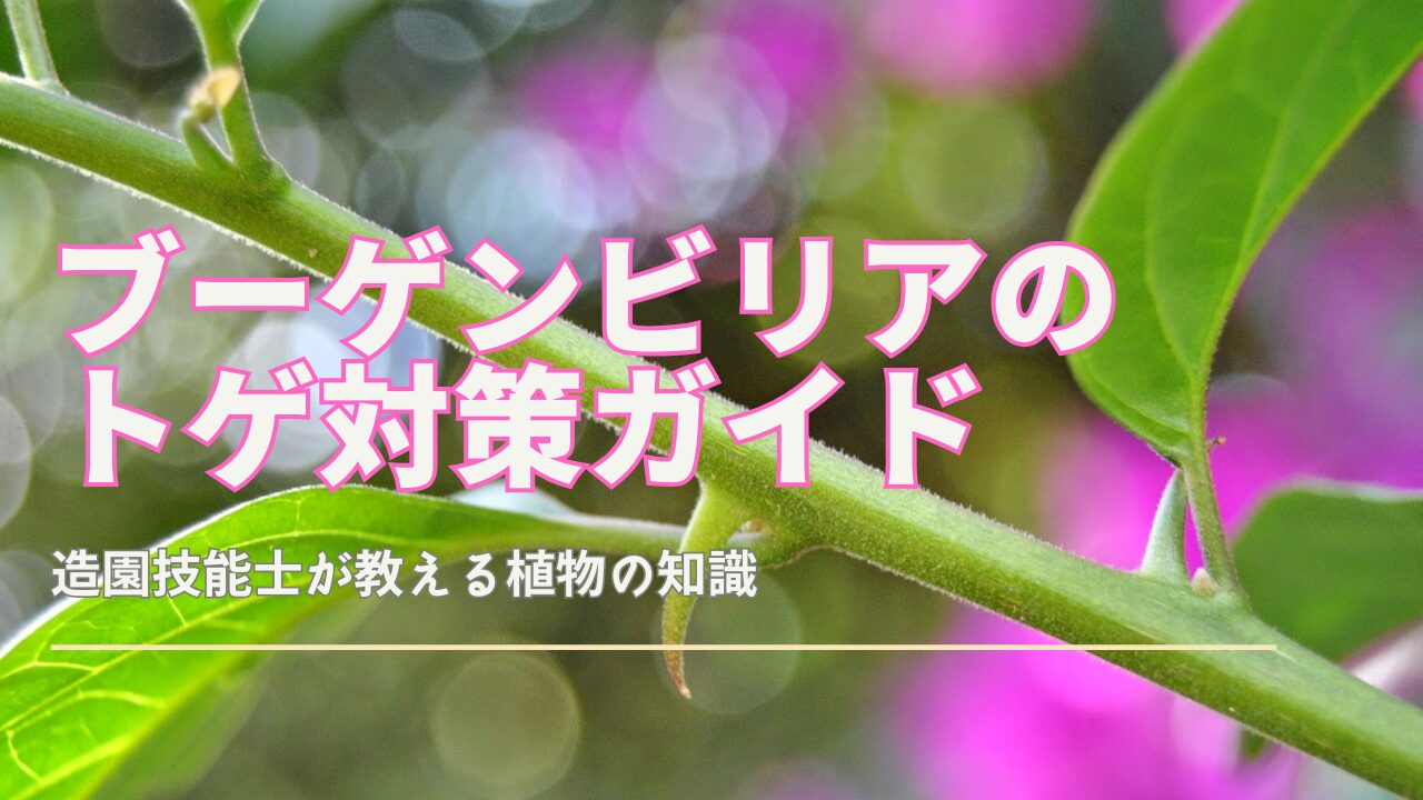 ブーゲンビリアのトゲに悩む女性とナビ猫が対策を話し合うイラスト