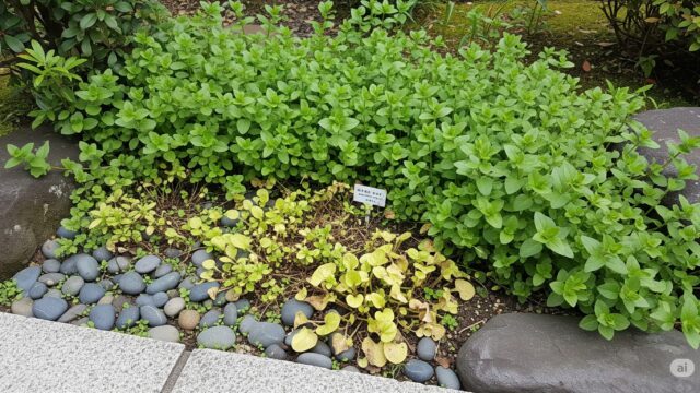 家庭の庭でバコパが過剰に広がり、他の小さな植物を覆い隠している様子を描いた画像。バコパが他の植物の成長に悪影響を与えている様子が伝わる。