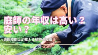 手入れされた日本庭園で松の木を剪定する日本人庭師
