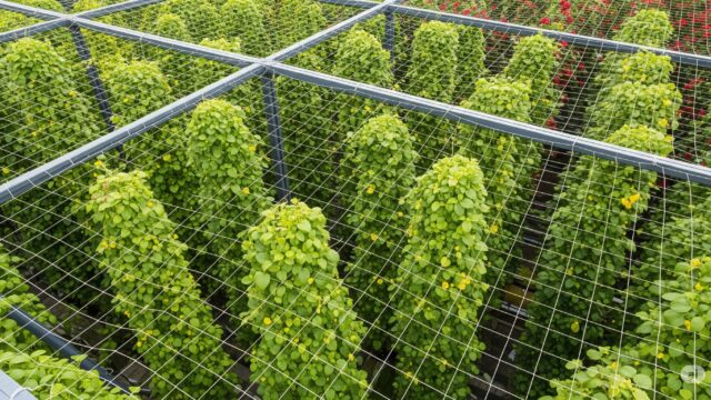 植物の垂直栽培システムを示すハイアングルのプロフェッショナル写真。丈夫な支持構造とネットのネットワークを利用しています。