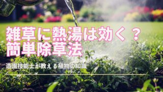 やかんから沸騰したお湯が庭の密集した雑草に注がれているクローズアップ、高精細なショット。水はほとんど白熱しているように見え、緑色の雑草に接触すると、蒸れたもやもやとした効果を生み出しています。雑草は熱湯に接触するとすぐにシューッと音を立てて丸まり始めます。