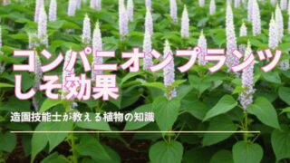 プランターで育つ青々としたしその葉のクローズアップ