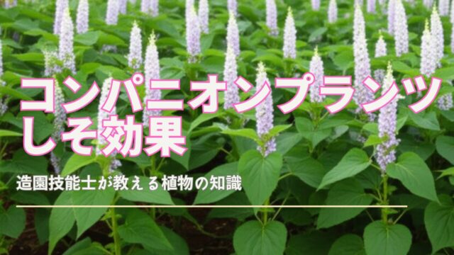 プランターで育つ青々としたしその葉のクローズアップ
