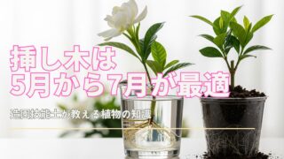 クチナシの挿し木に関する詳細な情報とイラスト。緑豊かなクチナシの枝が、透明なガラス瓶に入った水中で根を伸ばしている様子が描かれています。背景には、クチナシの白い花が優雅に咲き、その甘い香りが漂っているかのような柔らかな光が差し込んでいます。土に植えられた挿し木も配置されており、挿し木の成長段階を示す要素が盛り込まれています。全体的に、生命力と成長を感じさせる、明るく希望に満ちた印象の画像です。