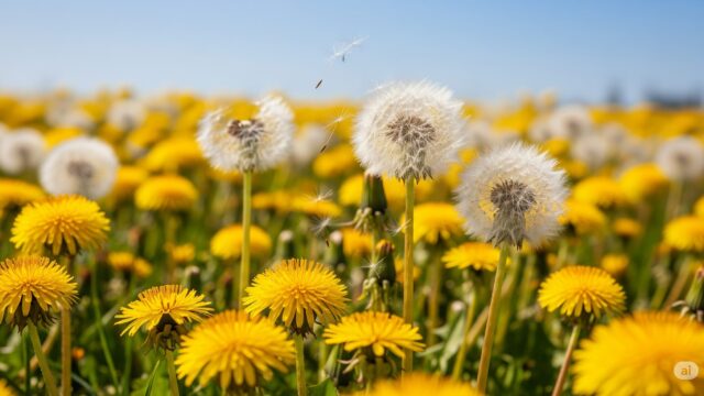 春の柔らかな日差しの中で、鮮やかな黄色のたんぽぽが群生し、一部の綿毛が風に舞っている。