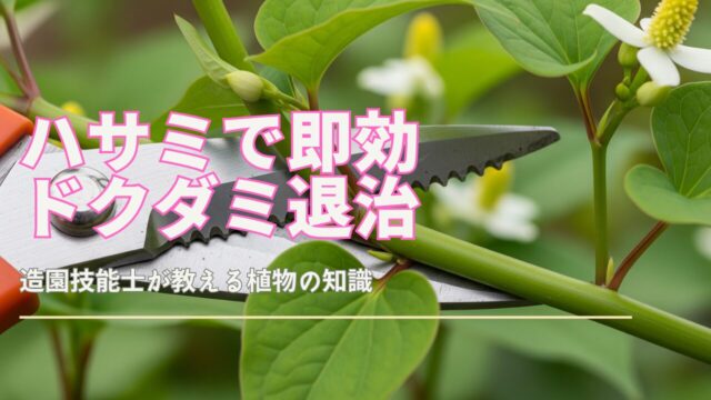ハサミでドクダミの茎を切り取っているクローズアップ画像。