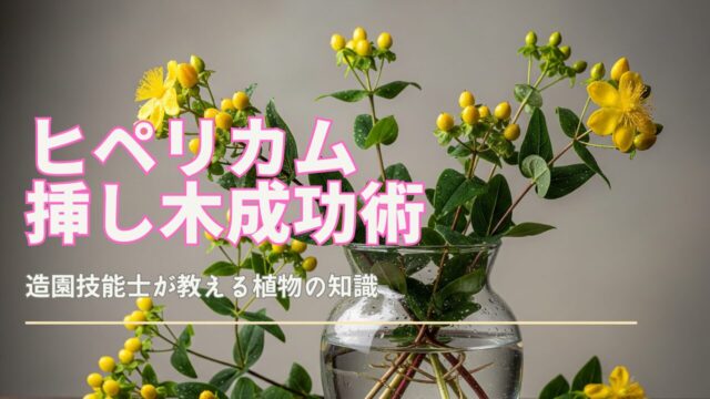 透明なガラスの花瓶に生けられた、様々な成長段階のヒペリカムの挿し木。黄色の花が咲き、緑の葉と茎が特徴的。