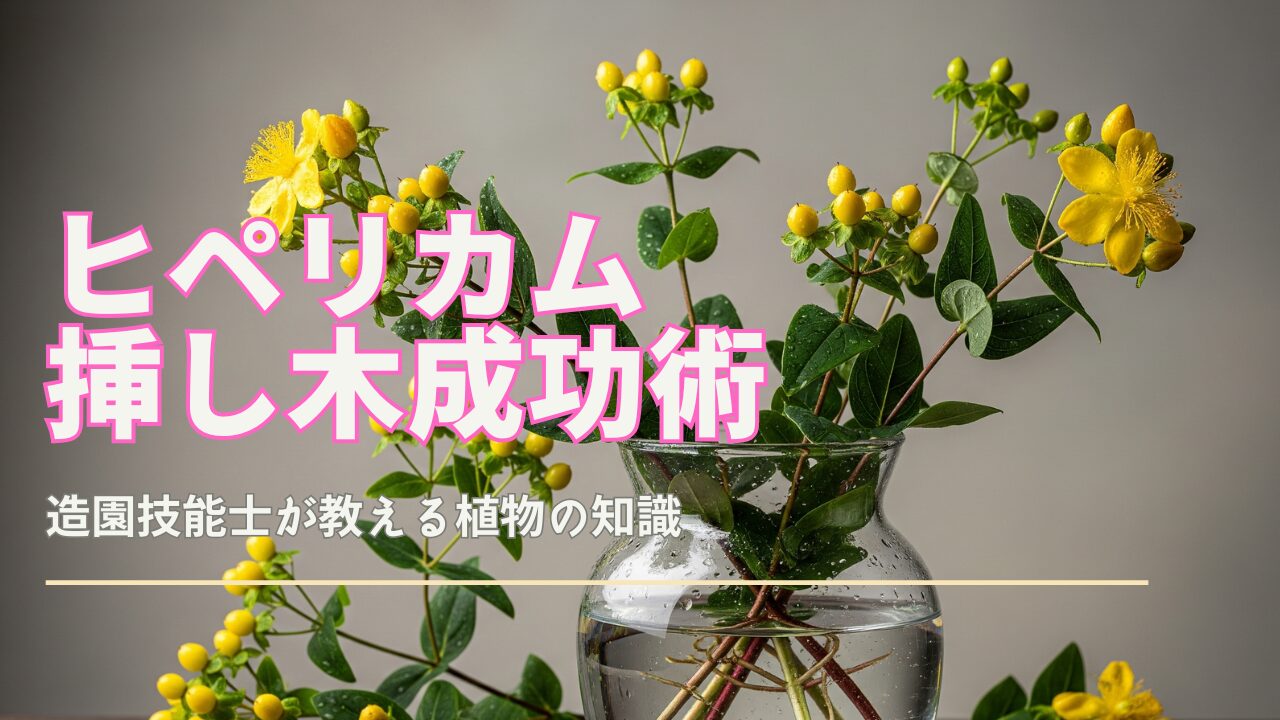 透明なガラスの花瓶に生けられた、様々な成長段階のヒペリカムの挿し木。黄色の花が咲き、緑の葉と茎が特徴的。