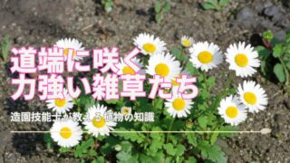 アスファルトの割れ目から伸びる緑の葉と小さな白い花をつけた雑草。背景は穏やかな陽光が照らす地面。
