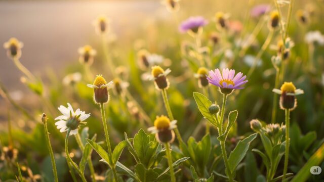 日差しの中で、道端に咲く様々な種類の小さな雑草の花々。緑の葉と、白や黄色の花が鮮やか。