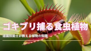 ゴキブリを捕らえている食虫植物のクローズアップ。