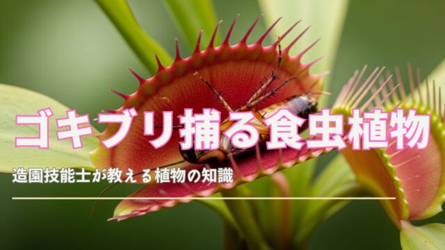 ゴキブリを捕らえている食虫植物のクローズアップ。