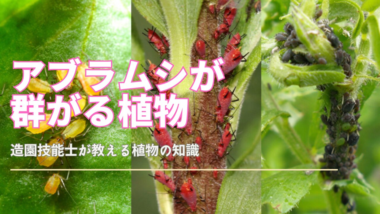 アブラムシの好む植物を完全ガイド｜被害を防ぐ見極めと安全駆除テク｜観葉植物のある暮らし