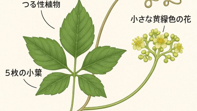 ヤブガラシの特徴を示す植物図。つる性植物で、5枚の小葉を持ち、中央の葉が他より大きく、小さな黄緑色の花を咲かせる。
