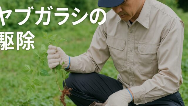 中年の日本人男性が屋外でヤブガラシを根ごと引き抜いている様子。手には軍手を着用し、膝をついて作業をしている。