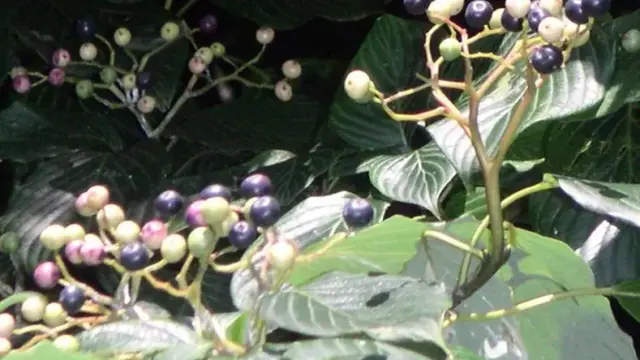 こちらが「雑草のヤブガラシ」の画像です。繁殖力が非常に強く、つるを伸ばして他の植物に絡みつくことから、駆除が難しい雑草として知られています。