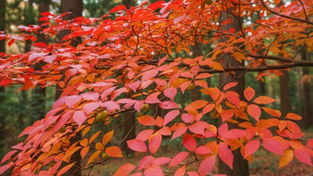 秋の森で鮮やかな赤とオレンジ色に紅葉したハゼノキの葉のクローズアップ。いくつかの小枝が画面を横切り、背景には緑の木々がぼやけている。