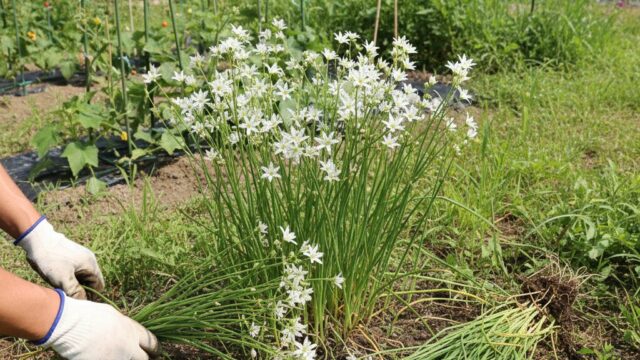 庭で白い手袋をはめた人物が、畑に生い茂るハタケニラを手作業で引き抜き駆除している様子。引き抜かれたハタケニラが地面に置かれている。背景には野菜が植えられた畑が見える。