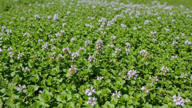 小さな緑の葉と淡い紫色の花が密集して地面を覆う、ペニーロイヤルミントのグランドカバーのクローズアップ画像。