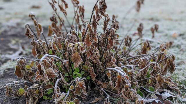 霜に当たって茶色く枯れ果てたコリウスの植物が、地面に横たわっている。周りには白い霜が降り、冬の厳しい寒さが伝わってくる風景。